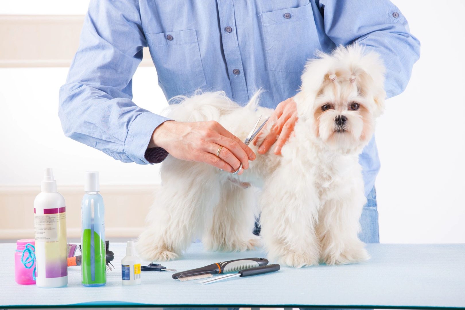 dog grooming orange county