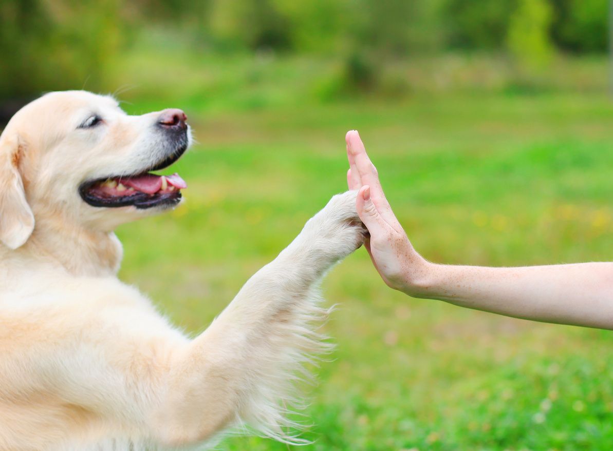 puppy obedience training in orange CA